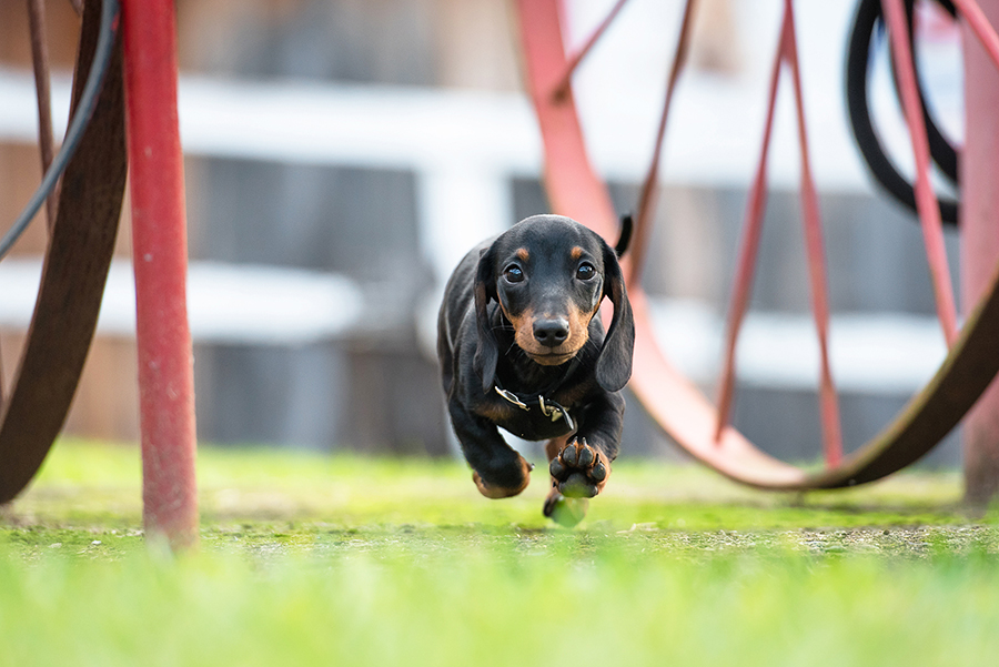 Puppy dachshund running