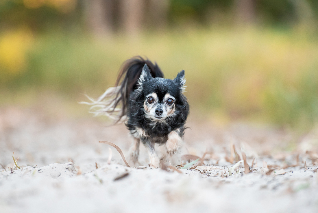 Chihuahua running on sand at Red Beach Bribie Island