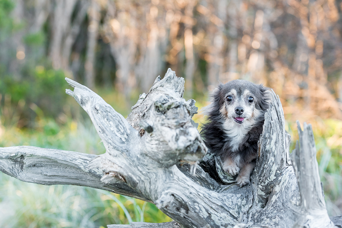 Meeko the Chihuahua posing on a log at his photo shoot