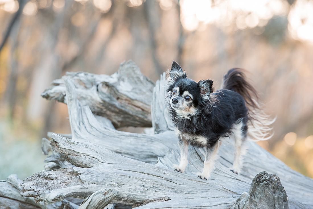 Ruby the Chihuahua posing on a log at photo shoot