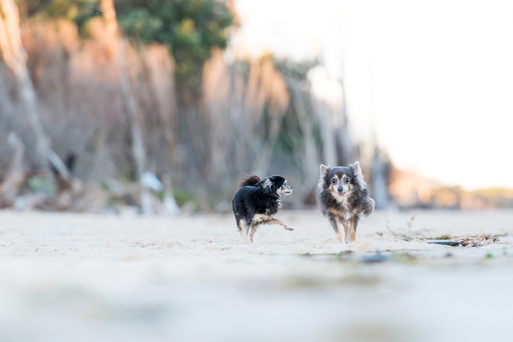 Chihuahuas Ruby and Meeko running on the beach