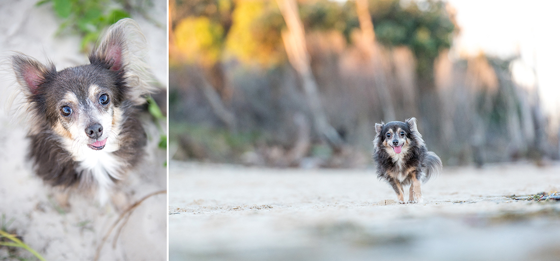 Meeko the Chihuahua at Bribie Island