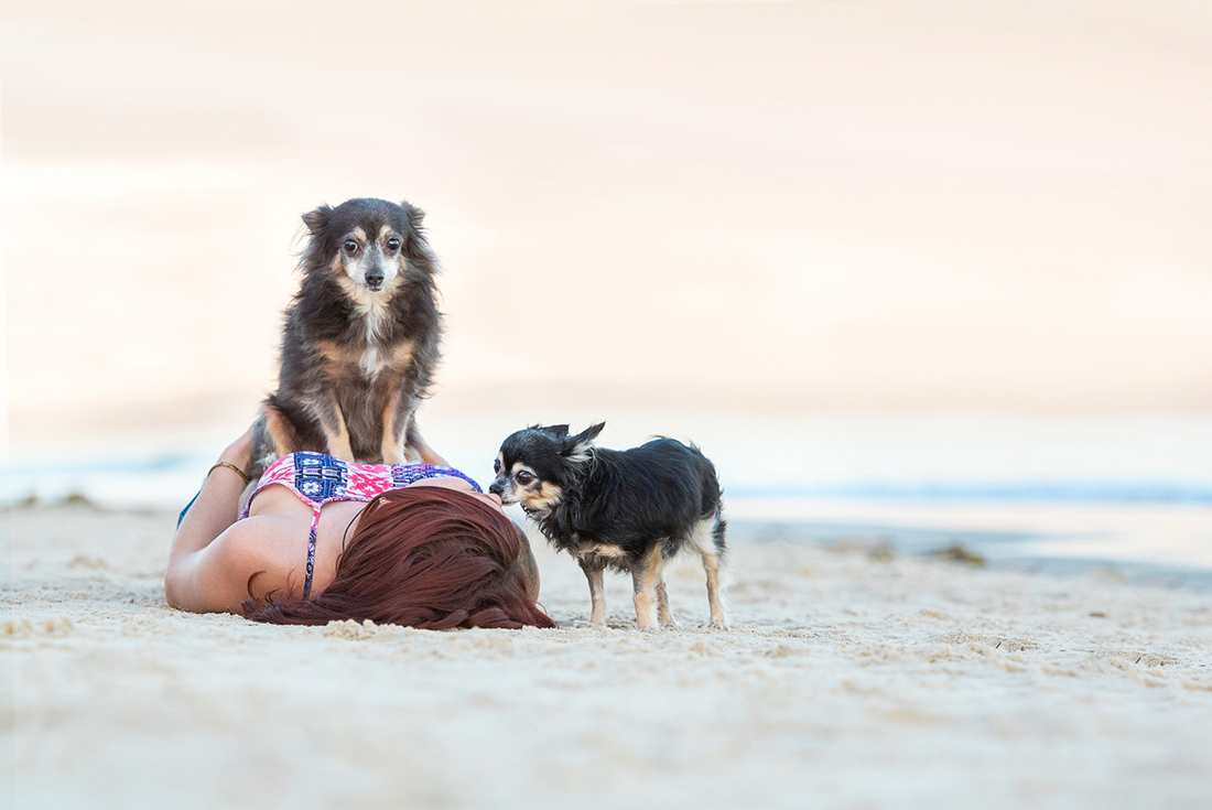 Chihuahua photo shoot at Red Beach