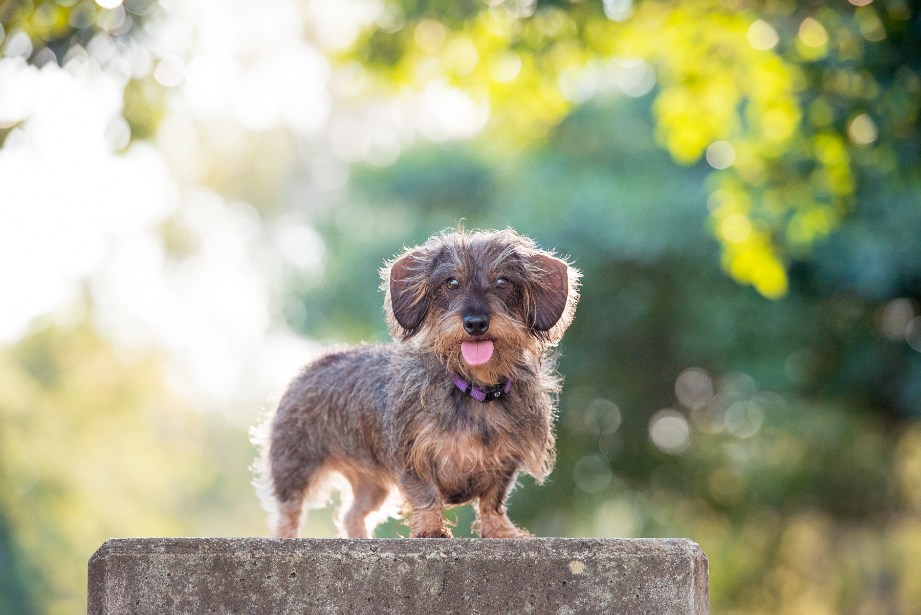 Mini Wire Haired Daschund Brisbane