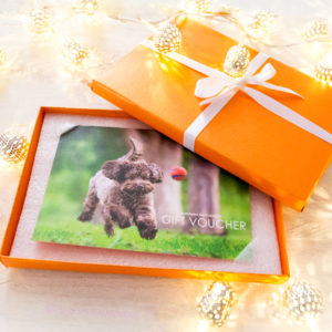 pet photography Christmas Gift Vouchers