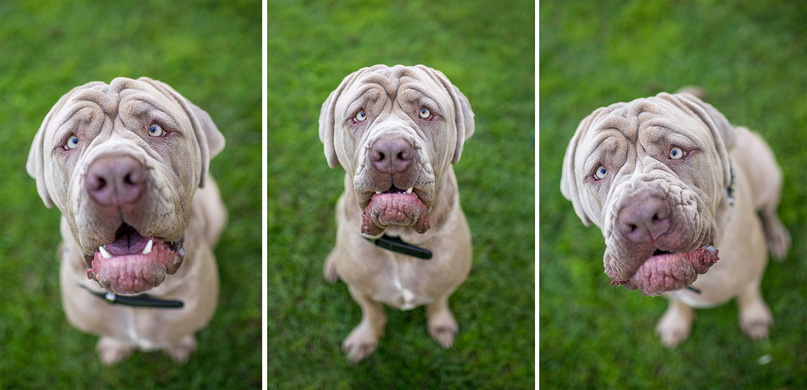 Kuda & Bear Funny Face Dogs Book Session