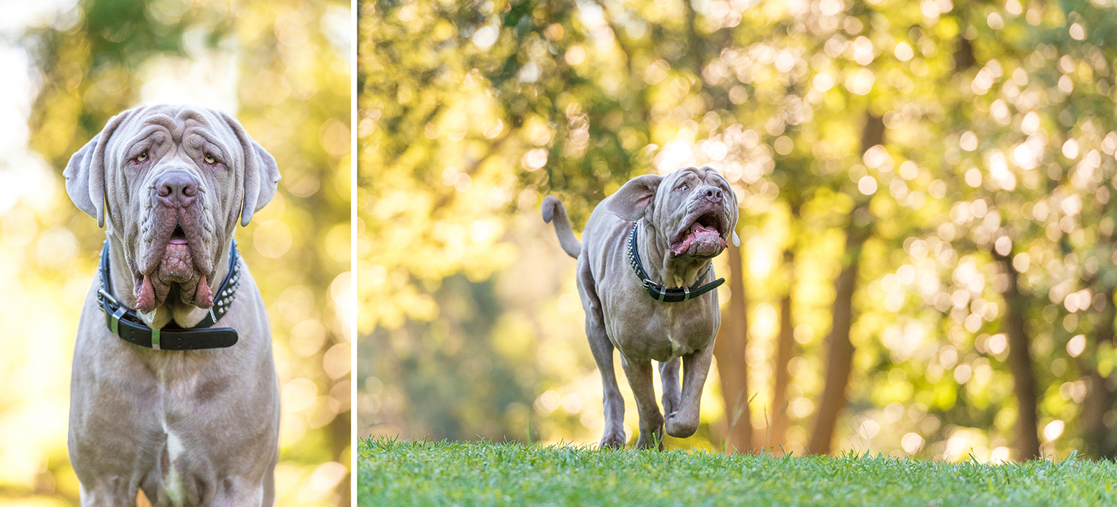 Kuda & Bear Funny Face Dogs Book Session