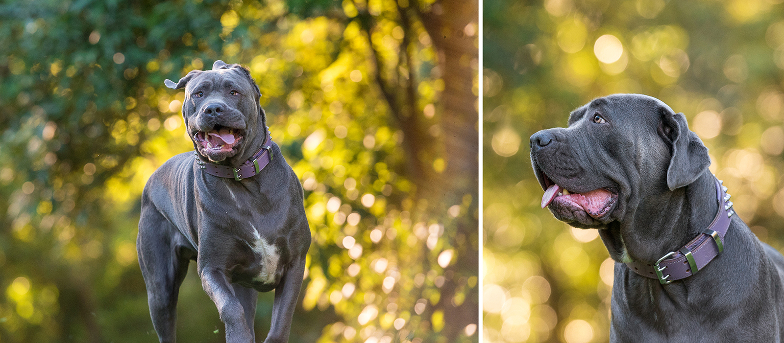 Kuda & Bear Funny Face Dogs Book Session