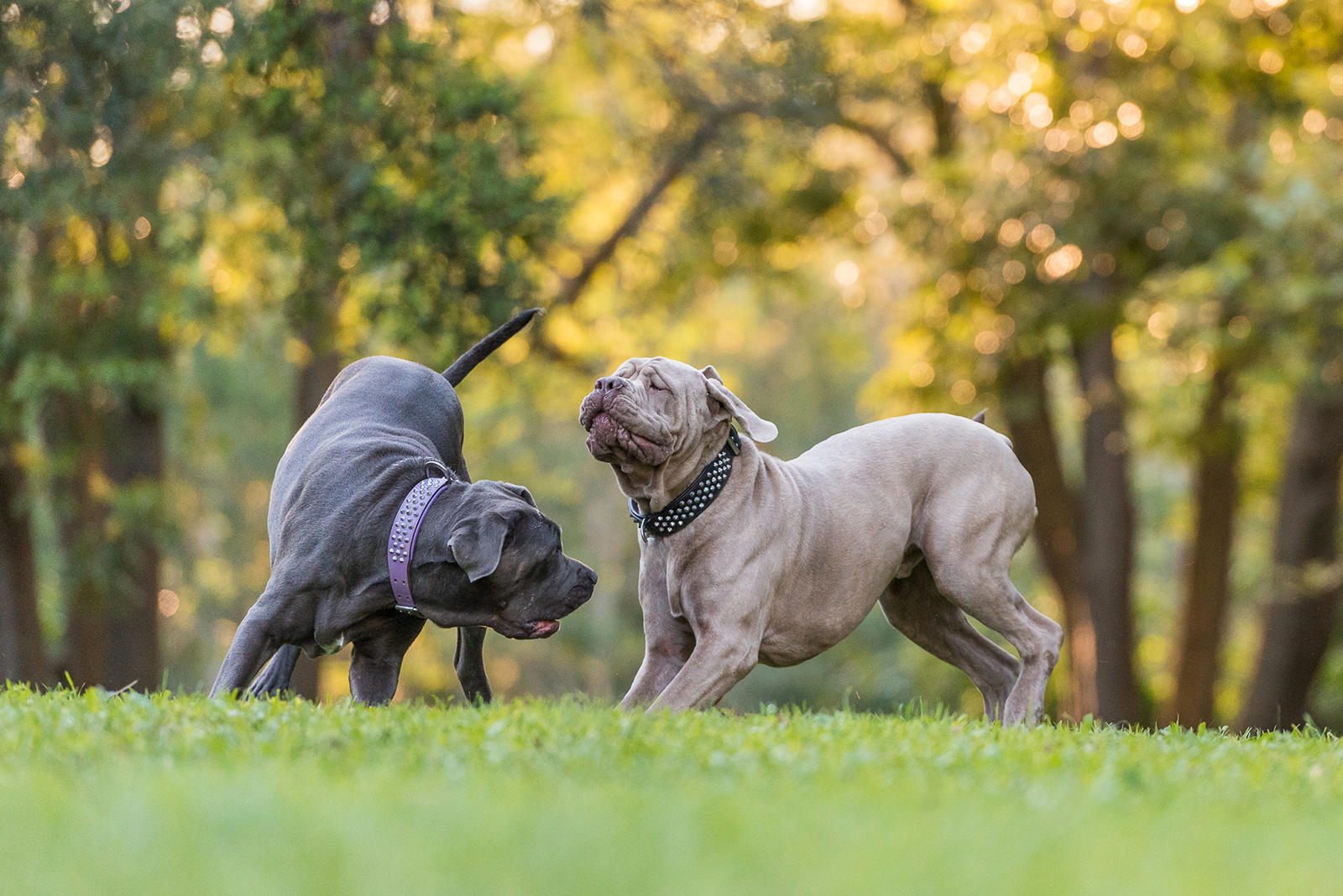 Kuda & Bear Funny Face Dogs Book Session