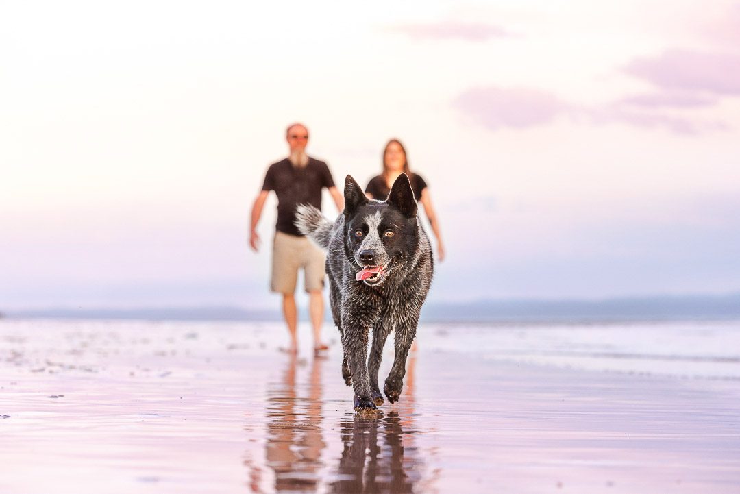 dog photographer brisbane sunshine coast