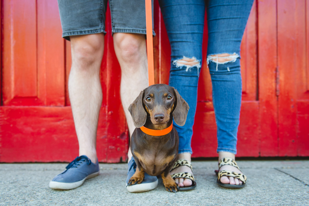 Tan dachshund standing on owners feet against a red door