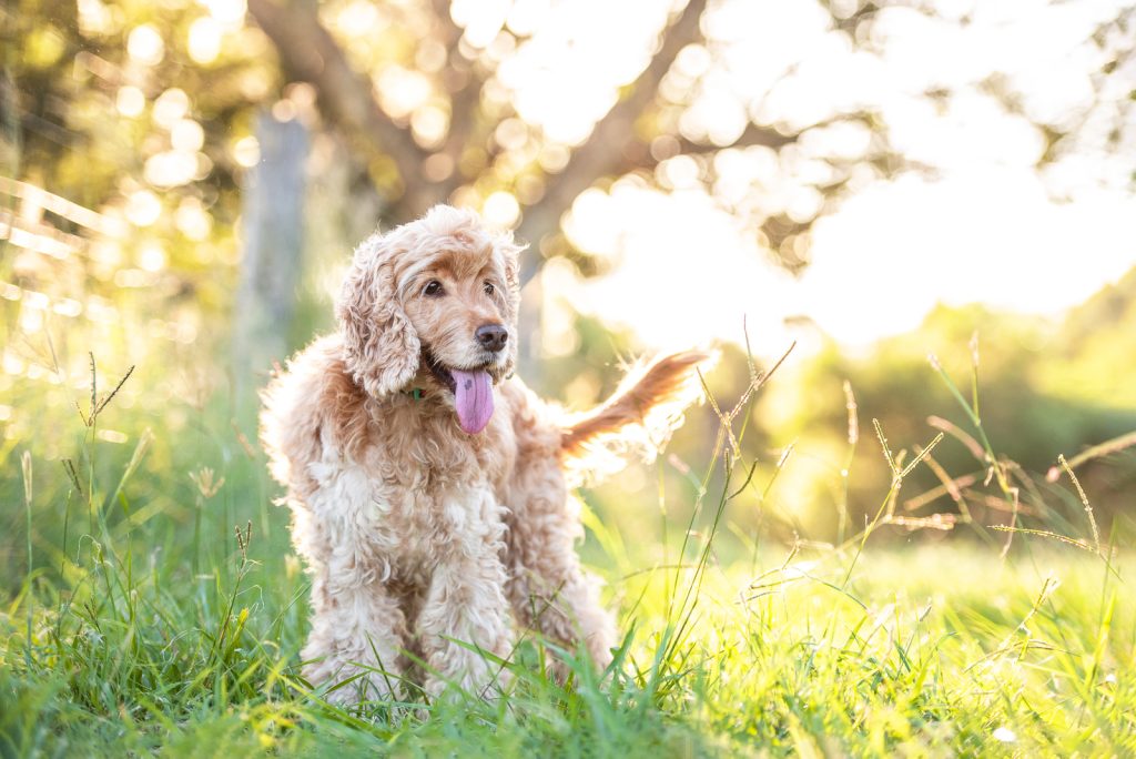 Blonde cocker spaniel in a field with golden light