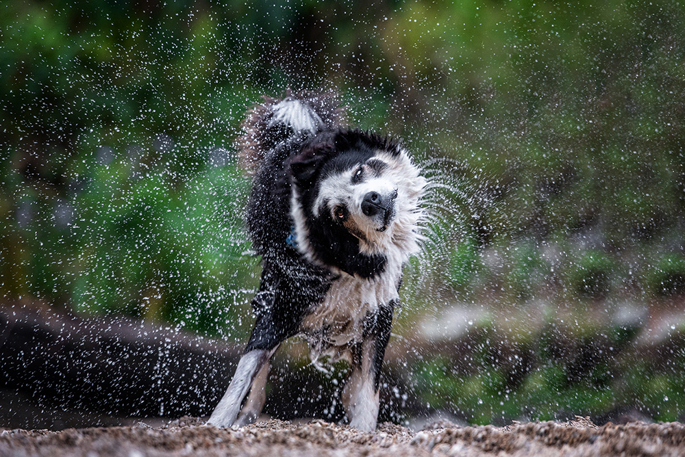 Border Collie dog shaking after swimming in a creek